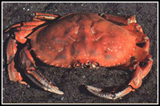 Dungeness Crab