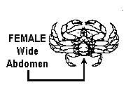 Female Crab