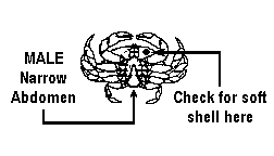 Male Crab