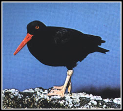 Black Oystercatcher