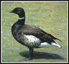 The Black Brant