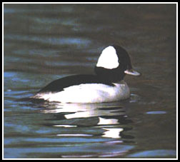 Bufflehead
