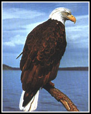 The Bald Eagle