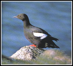 Pigeon Guillemot