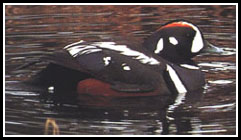 Harlequin Duck