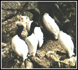 Common Murre