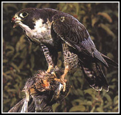 The Peregrine Falcon