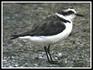 The Snowy Plover