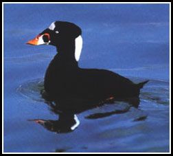 Surf Scoter