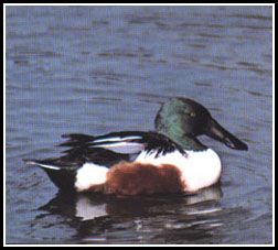 Northern Shoveler