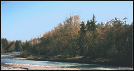 The Dungeness River